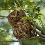 owls2